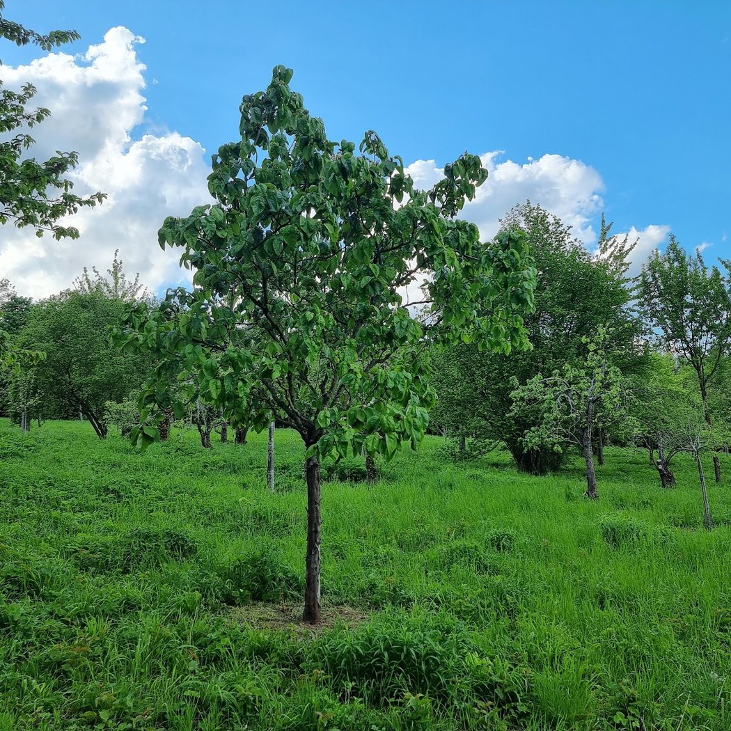Gallicourts Natural Park 2